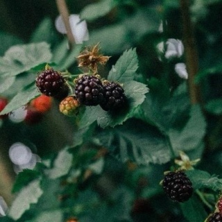 Malina czarna 'Black Jewel' 2L