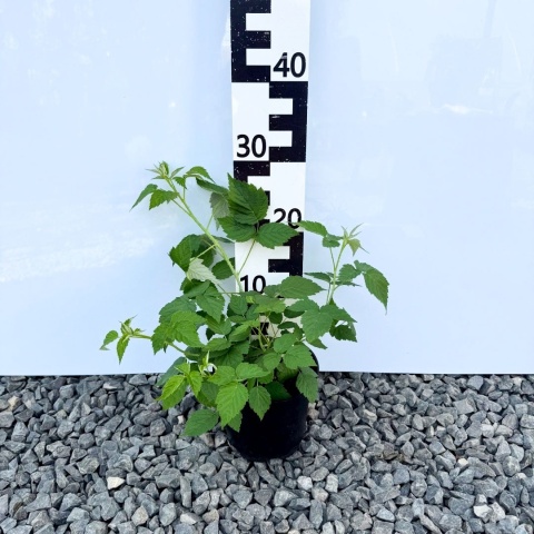 Malina czarna 'Black Jewel' 2L