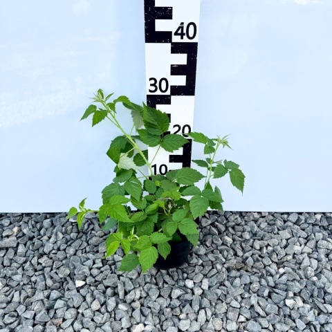 Malina czarna 'Black Jewel' 2L