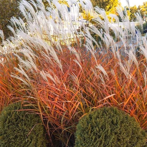 Miskant chiński 'Afrika' 2L