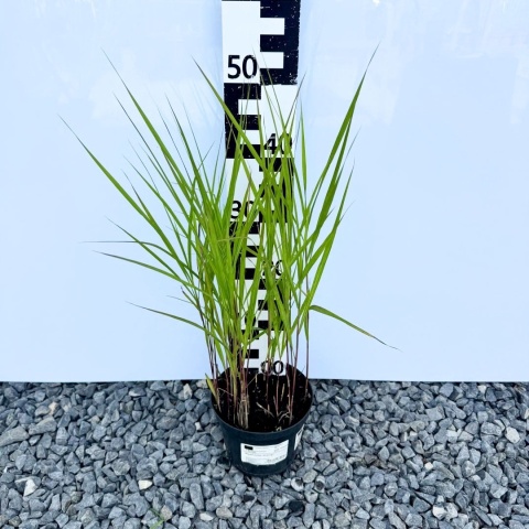 Miskant chiński 'Afrika' 2L