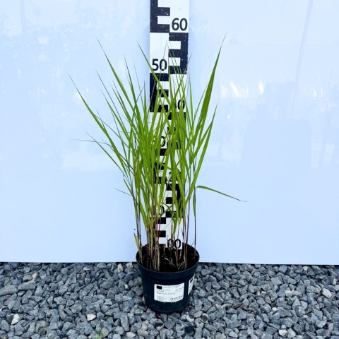 Miskant chiński 'Afrika' 2L