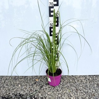 Trawa pampasowa 'Rosea' 3L