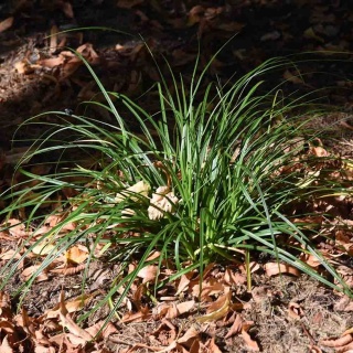 Turzyca Morrowa 'Irish Green' 3L