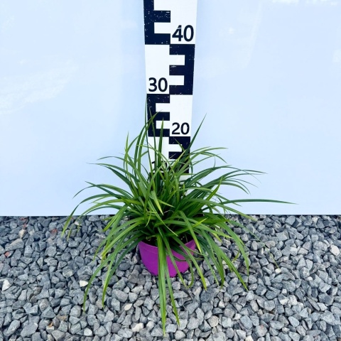 Turzyca Morrowa 'Irish Green' 3L