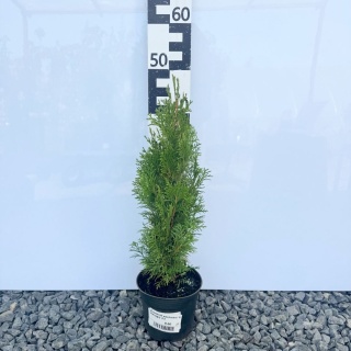 Żywotnik zachodni 'Smaragd' 2L