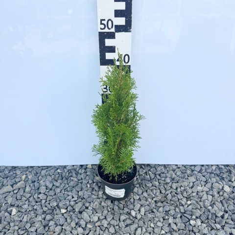 Żywotnik zachodni 'Smaragd' 2L