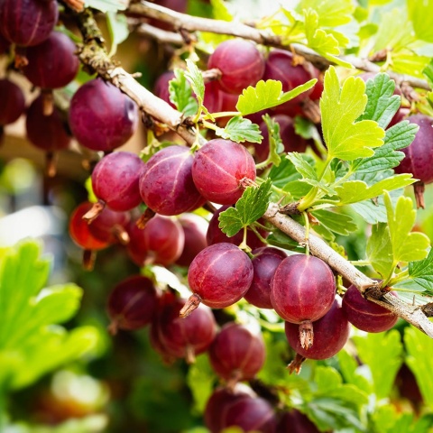 Agrest 'Kamieniar' 2L