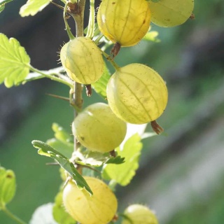 Agrest 'Mocurines' 2L