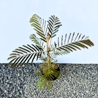 Albicja jedwabista 'Ombrella' 2L