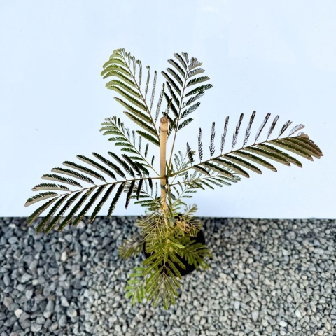 Albicja jedwabista 'Ombrella' 2L