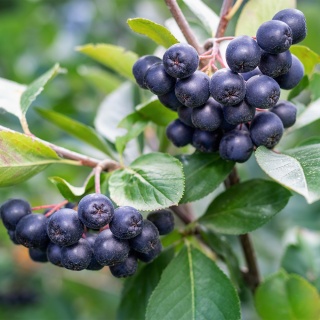 Aronia czarnoowocowa 'Galicjanka' 2L