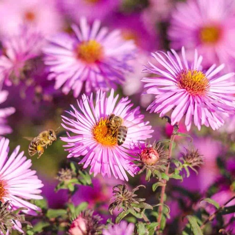 Aster krzaczasty 'Alpha Light Pink' 1,5L