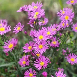 Aster nowobelgijski 'Magic Purple' 2L