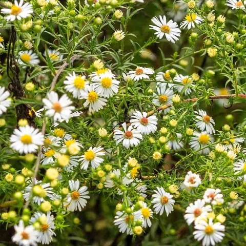 Aster wrzosolistny 'Golden Spray' 1,5L