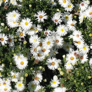 Aster wrzosolistny 'Schneetanne' 2L