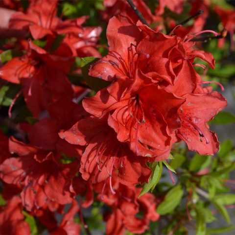 Azalia japońska 'Estrella' 2L