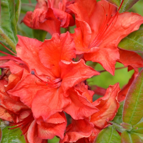 Azalia wielkokwiatowa 'Doloroso' 3L