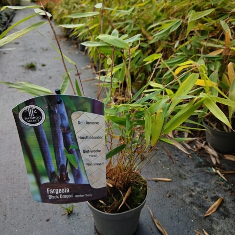 Bambus mrozoodporny Fargesia 'Black Dragon' 1L