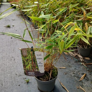 Bambus mrozoodporny Fargesia 'Red Dragon' 1L