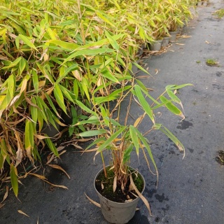 Bambus mrozoodporny Fargesia 'Rufa' 1L