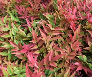 Bambus mrozoodporny 'Nandina' P9(0,5L)