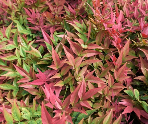 Bambus mrozoodporny 'Nandina' P9(0,5L)