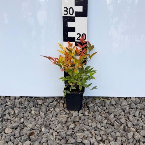 Bambus mrozoodporny 'Nandina' P9(0,5L)