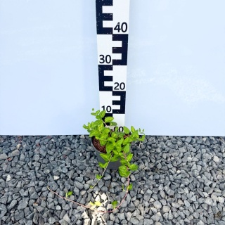 Barwinek większy 'Maculata' 2L