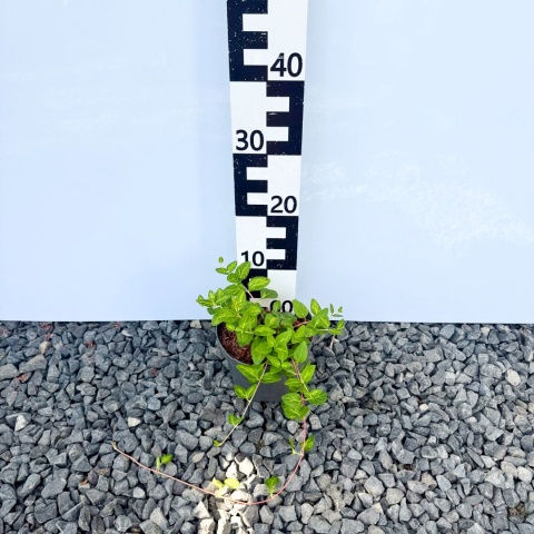 Barwinek większy 'Maculata' 2L