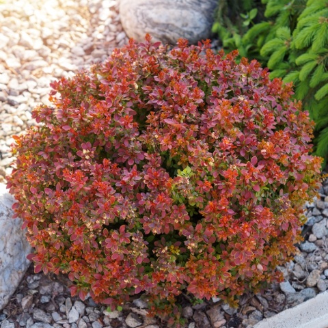 Berberys Thunberga 'Bagatelle' 2L