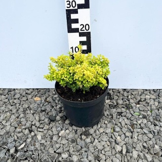 Berberys Thunberga 'Goldalita' 5L