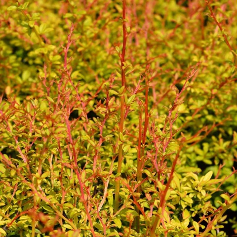 Berberys Thunberga 'Golden Dream' 2L