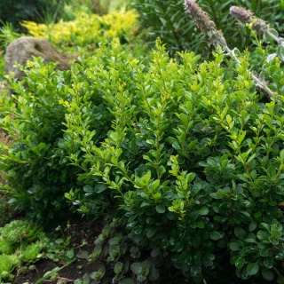 Berberys Thunberga 'Kobold' 2L