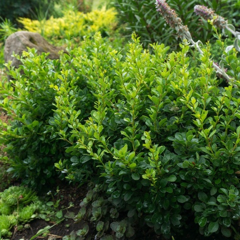 Berberys Thunberga 'Kobold' 2L