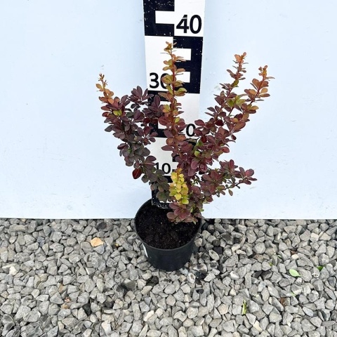 Berberys Thunberga 'Vulcano' 2L