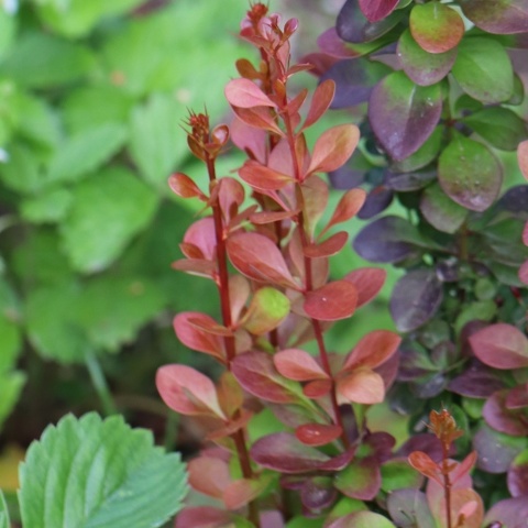 Berberys Thunberga 'Vulcano' 2L