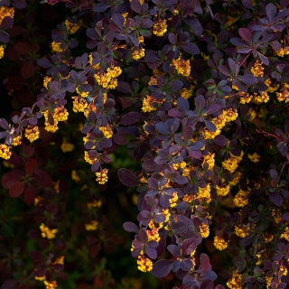 Berberys ottawski 'Auricoma' 3L