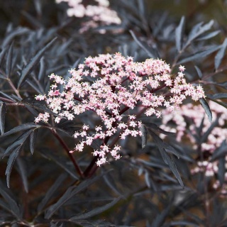 Bez czarny 'Black Lace' 2L