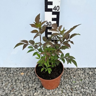 Bez czarny 'Milk Chocolate' 5L