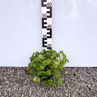 Bodziszek kantabryjski 'Karmina' 2L