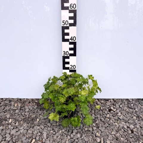 Bodziszek kantabryjski 'Karmina' 2L