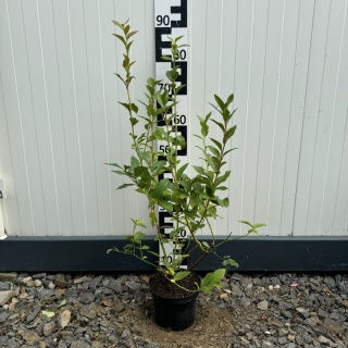 Borówka Amerykańska 'Bluecrop' 3-Letnie C2