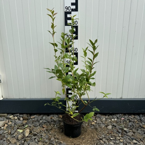 Borówka Amerykańska 'Bluecrop' 3-Letnie C2