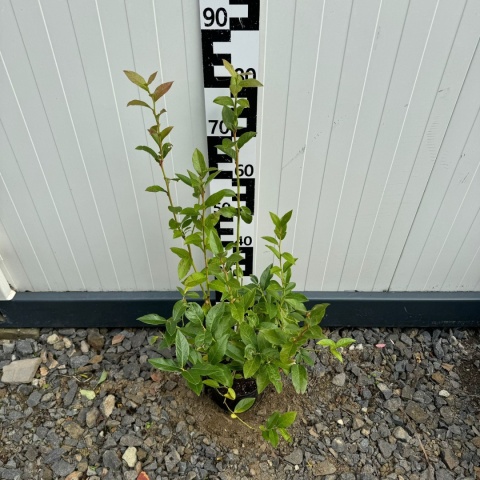 Borówka Amerykańska 'Bluecrop' 3-Letnie C2