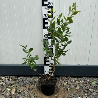 Borówka Amerykańska 'Duke' 3-Letnie C2