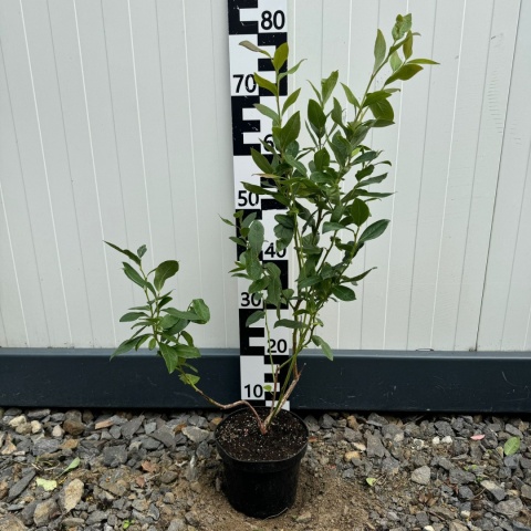 Borówka Amerykańska 'Duke' 3-Letnie C2