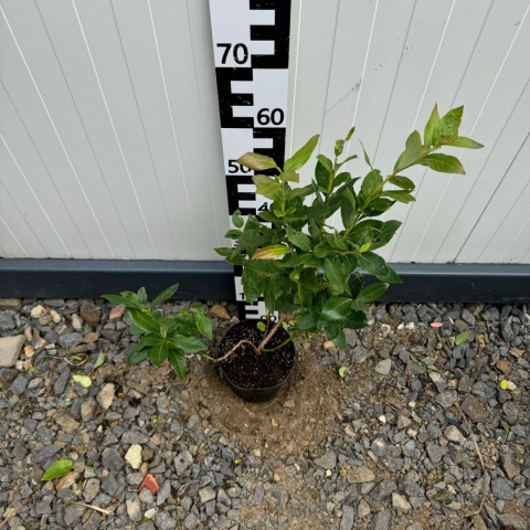 Borówka Amerykańska 'Duke' 3-Letnie C2