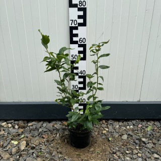 Borówka amerykańska 'Chandler' 3-Letnie C2