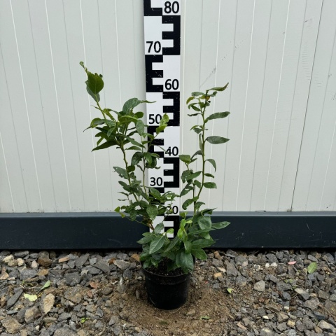 Borówka amerykańska 'Chandler' 3-Letnie C2